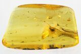 Detailed Fossil Beetle (Ptinidae) in Baltic Amber #321741-1